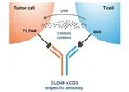 Context - Model CTIM-76 - Claudin 6 x CD3 Bispecific Antibody
