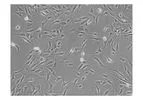 ScienCell - Model 3610 - Human Adrenal Cortical Cells