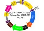 Model SORT-C01 - pLV-H1TetO-GFP-Puro