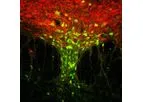 Aves - Model GFP-1020 - Anti-Green Fluorescent Protein Antibody