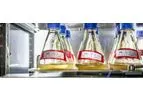 Paclitaxel - Active Pharmaceutical Ingredient