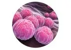 BacVax - Commercial Bacterial Vaccines