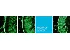 Efficacy Testing/Proof-of-Concept