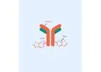 Antibody-Drug Conjugate - ADC