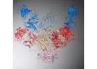 Frontier - Model FB1002 - Novel Broad-Spectrum HIV Neutralizing Antibody