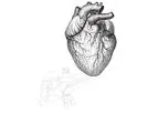 Lumen - Biologic Drug for Metabolic Disease