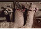 NeoClone - Camelid VHH Antibody Services