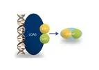 Recombinant Mouse cGAS Enzyme