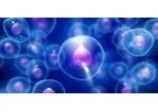 Immune Diseases