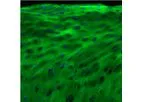3Helix - Model F-CHP - Collagen Hybridizing Peptide, 5-FAM Conjugate