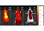 3Helix - Model sCy7.5-CHP - In vivo Collagen Hybridizing Peptides, sulfo-Cy7.5 Conjugates
