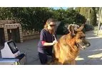 Gigaa Laser - Model Class IV - Therapeutic Veterinary Diode Lasers