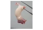CenoValve-Cryopreserved