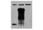 Rabbit TrueBlot - Model 18-8816-31 - Unique Horseradish Peroxidase Conjugated Anti-Rabbit IgG Monoclonal Secondary Antibody