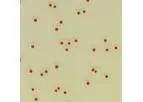 CHROMagar - Campylobacter