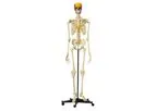 Rudiger-Anatomie - Model A200.5 - Anatomical Model - Skeleton with Coloured Snap Skull