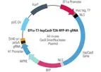 Model EF1a-T7-hspCas9-T2A-RFP-H1-gRNA - All-in-one Cas9 SmartNuclease™ Plasmid