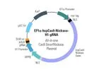 Model EF1a-hspCas9-nickase-H1-gRNA - All-in-one Cas9 SmartNickase Plasmid (circular)