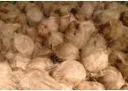 Sriam - Semi Husked Coconuts