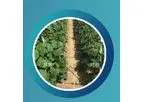 Moon Biotech - Plant Microbiome