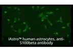 Model Tempo-iAstro - Human iPSC-derived Astrocytes