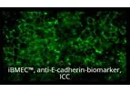 Model Tempo-iBMEC - Human iPSC-derived Brain Microvascular Endothelial Cells