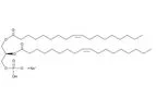 Model 34274 - 1,2-Dioleoyl-sn-glycero-3-PA (sodium salt)