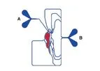 Sigma-Aldrich SynVivo SynTumour - Model VIV105015STU3 - 3D Cancer Model Chip, Microvascular Network Configuration, 8 Um Pillar