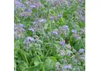 Borage Plant