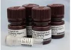 Agrisera Rubisco - Model 2 - Quantitation Kit (Western blot)