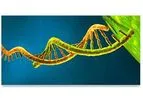 MicroRNAs Service