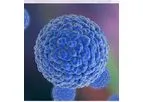 Native - Virus Receptors