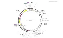 Cellomics - Model CAG, BSD- LVR-1020 - Lentiviral Vector - Brochure