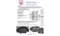 75-048 - Anti-WAVE1/SCAR Antibody Datasheet