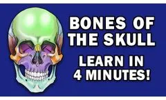 Complex Brain Phantom - Video