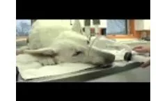 Malibu Gets Stem Cell Treatment to Help his Arthritis - Video