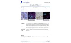 Ionpath - Model 144Nd - CD11c Antibody - Brochure