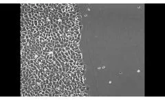 Protein Foundry Cell Migration - Video