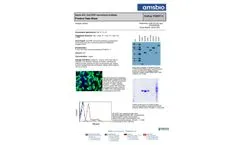 AMSBIO - Model TA50011-5 - Clone OTI4C5, Anti-DDK (FLAG) Monoclonal Antibody Datasheet