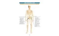 Total Hip Prosthesis Brochure