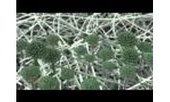 Mould Exposure Video