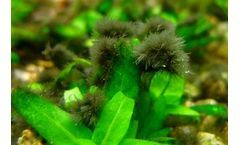 What is the Black Hair Algae and How to Get Rid of It?