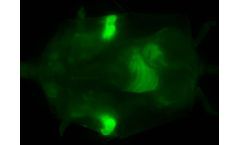Clinicians  - FIRE – A Flexible and Precise Molecular Probe Platform Expressly Designed for Cancer Surgeons