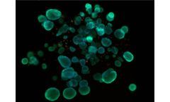 3D bioprinting technology for breast disease