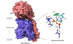 The Mode of Action of Basic Proteins Involved in Cancer and Alzheimer's Disease Found