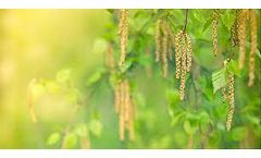 Early tree pollens are the main early springtime allergen