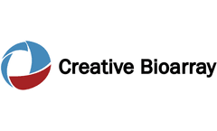 Immortalized Human Ovarian Epithelial Cells-SV40: A Key Tool in Cancer Research
