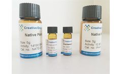 Transglutaminase from guinea pig liver, Recombinant