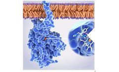 The Relationship Between Enzyme Function and Health