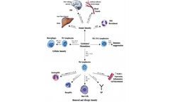 What Are the Cytokines?
